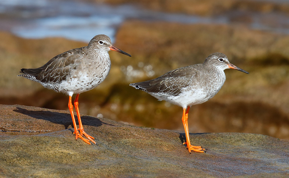 Redshank_J4X0922