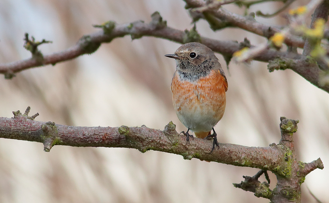 Redstart_S1Q0048