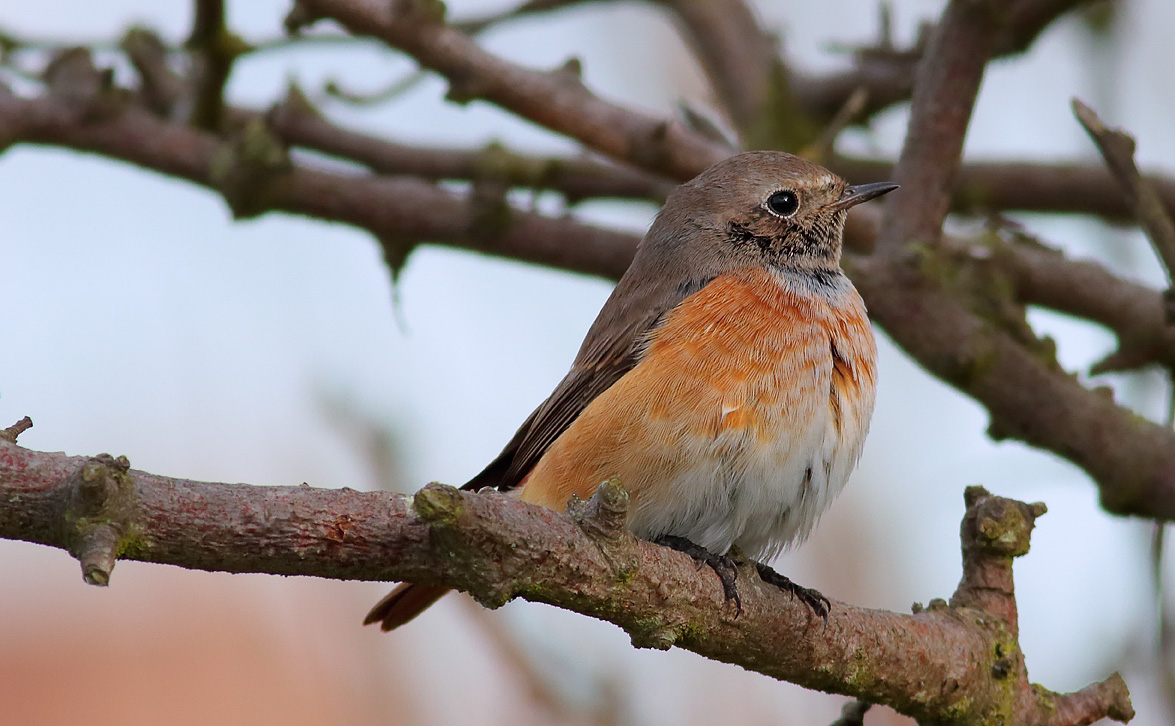 Redstart_S1Q0055