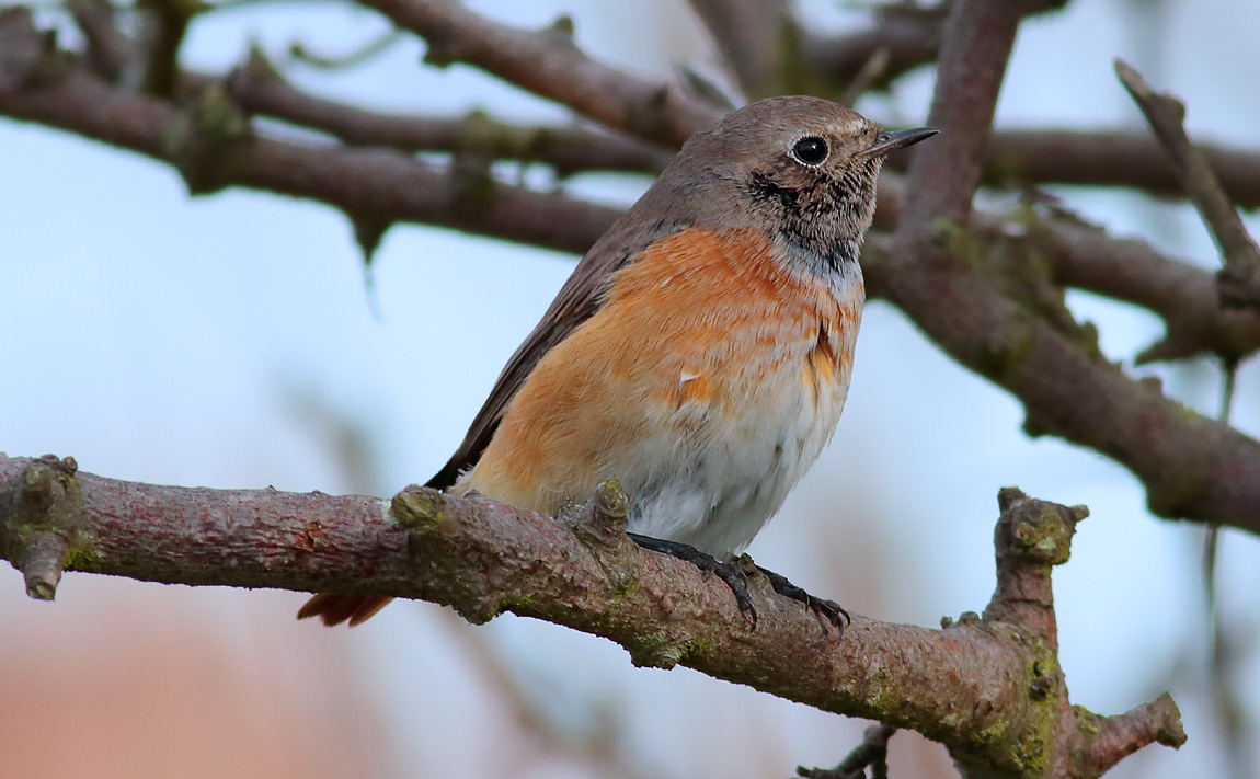 Redstart_S1Q0057
