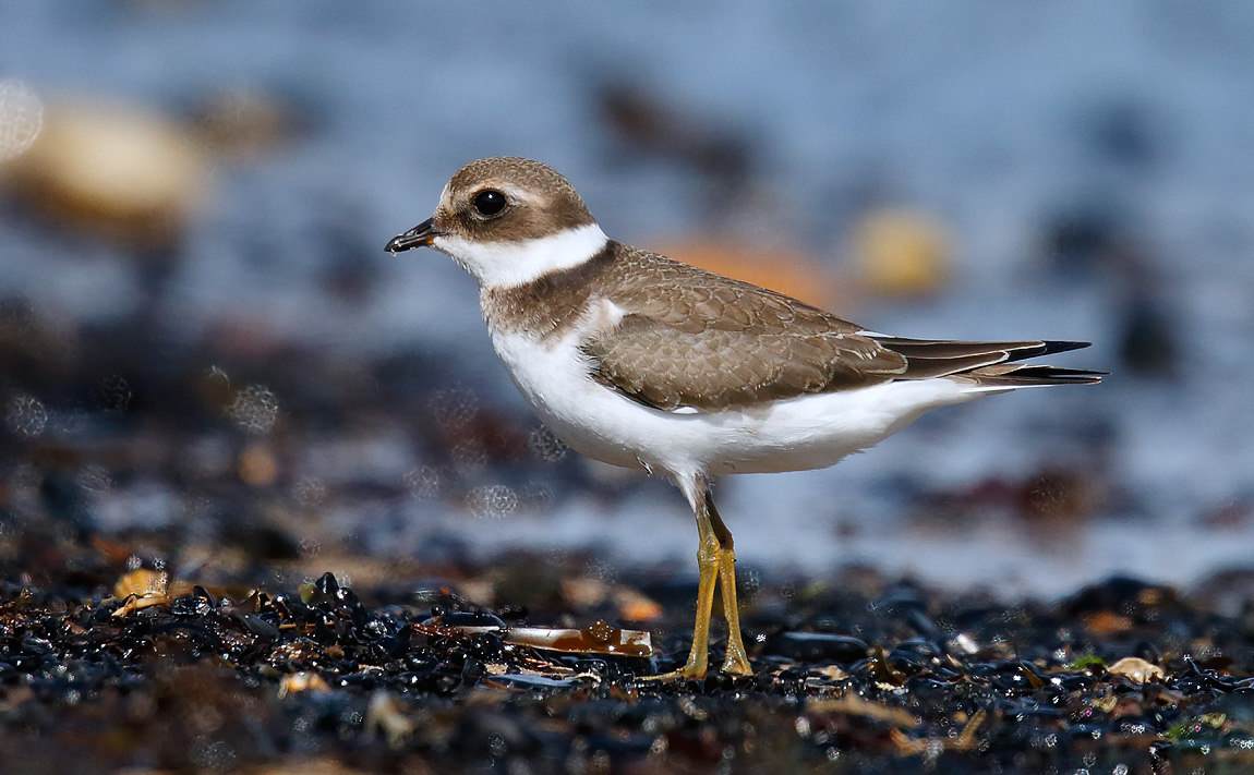 Ringed Plover_J4X0338