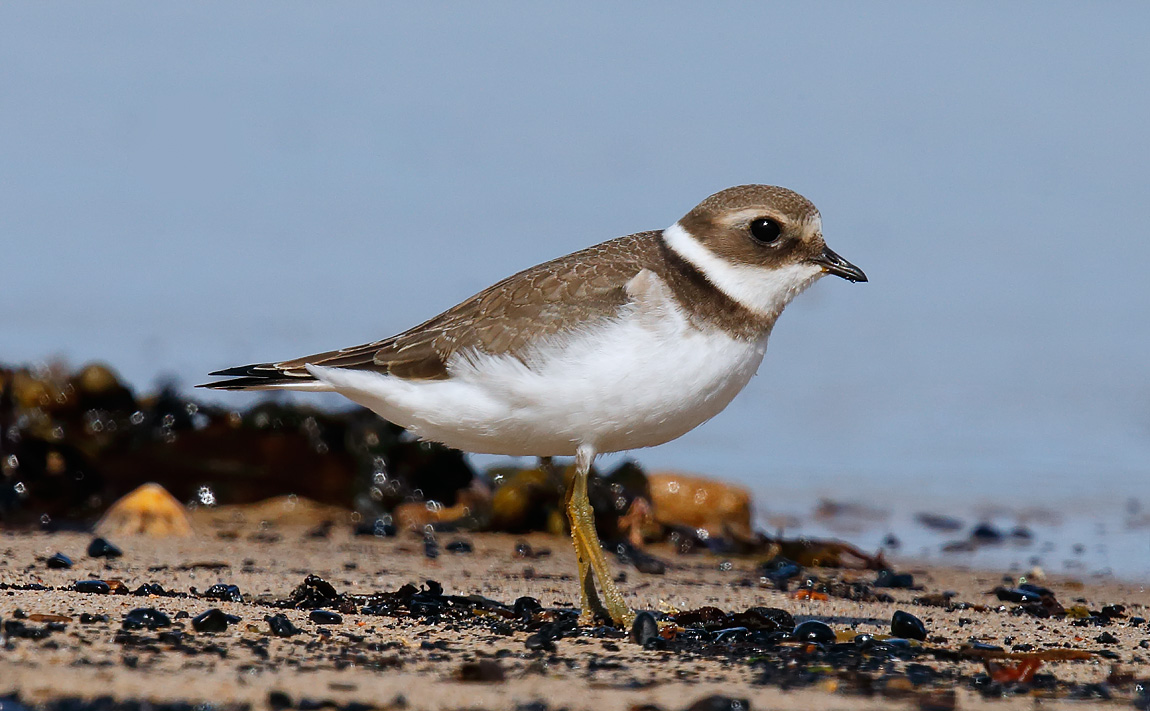 Ringed Plover_J4X0356