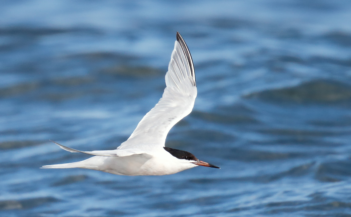 Roseate Tern_J4X0398