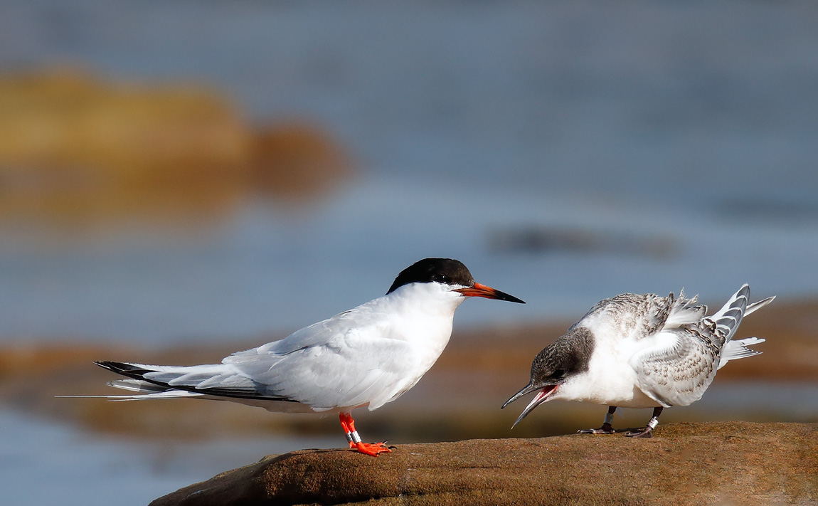 Roseate Terns_J4X1118