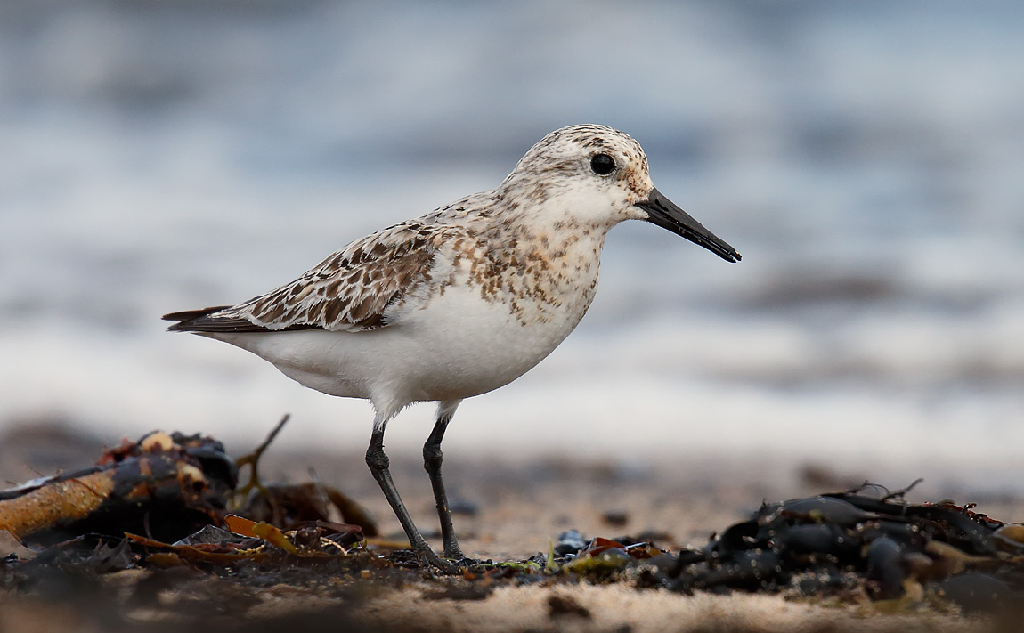 Sanderling_J4X0131