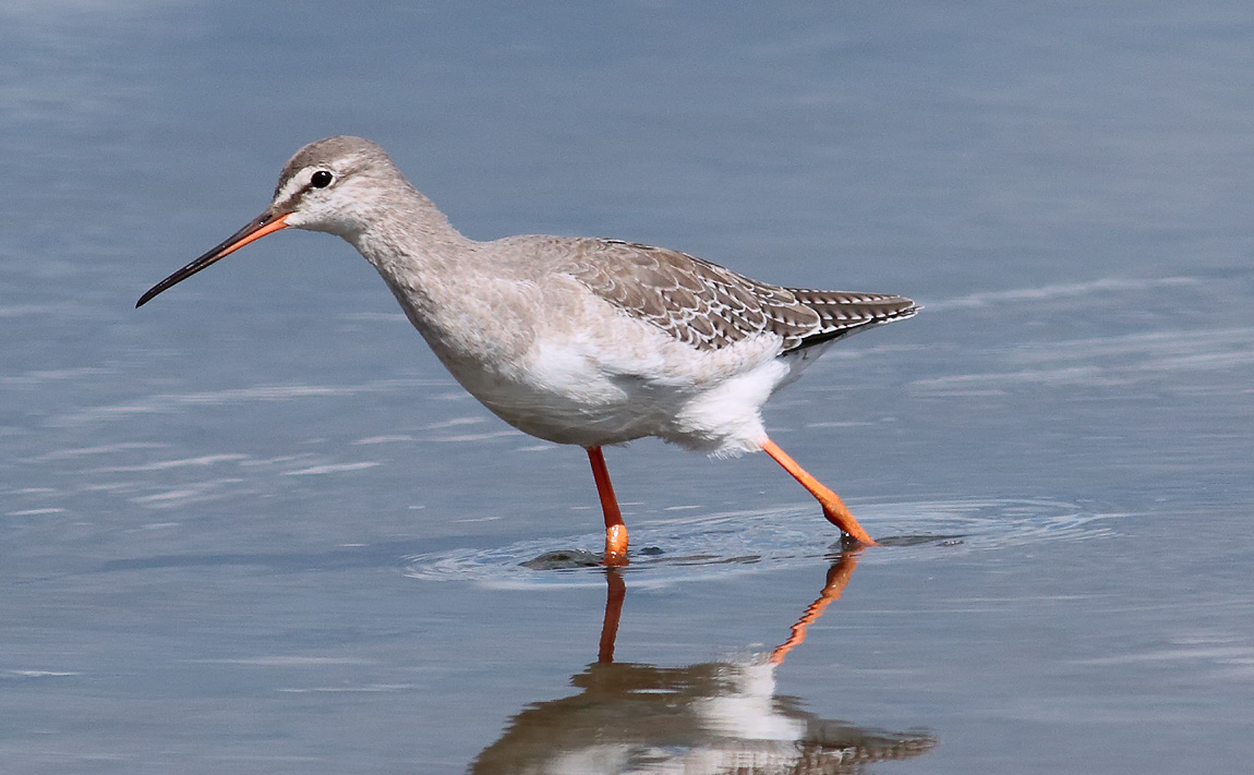 Spotted Redshank 2_S1Q9883