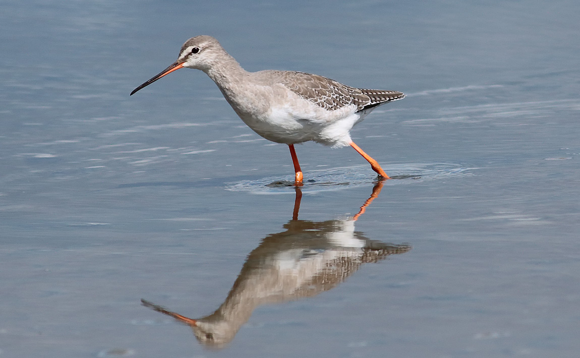 Spotted Redshank_S1Q9883