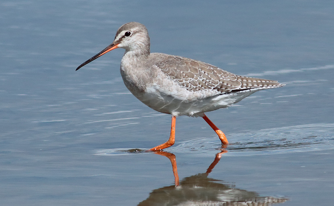 Spotted Redshank_S1Q9885