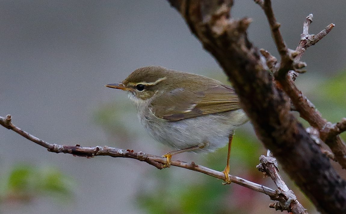 Arctic Warbler_J4X1573