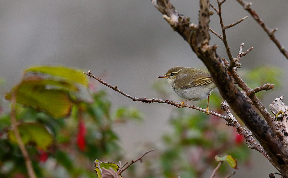 Arctic Warbler_J4X1576