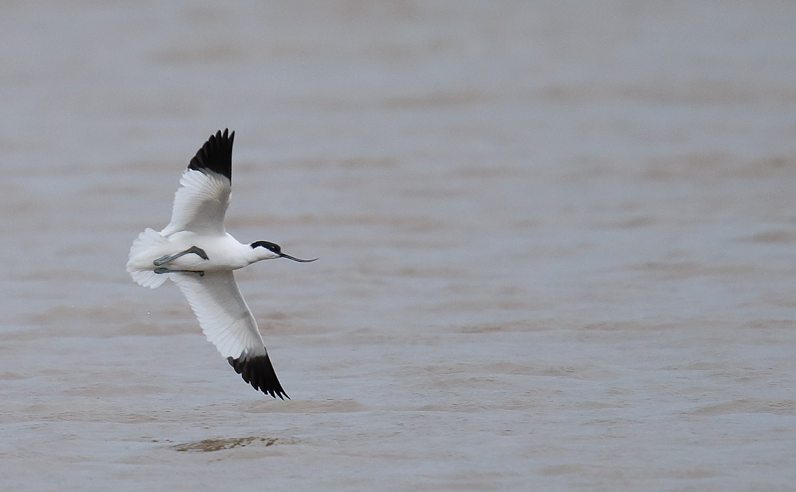 Avocet_J4X2049