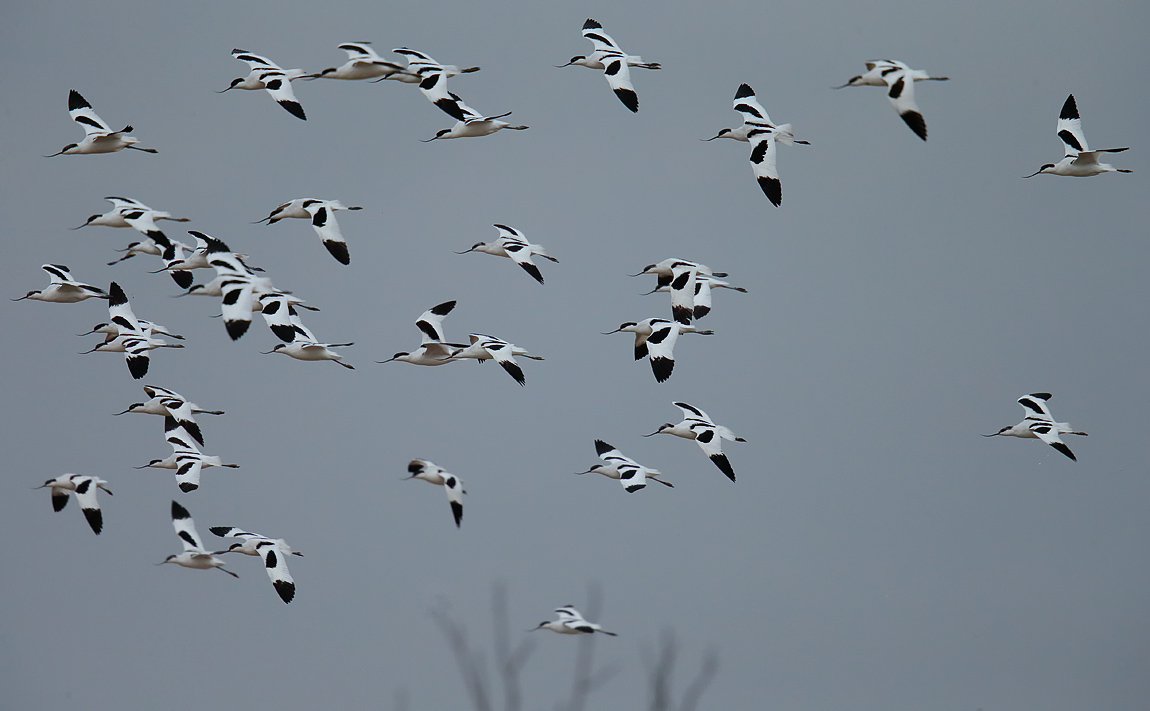 Avocets_J4X2016