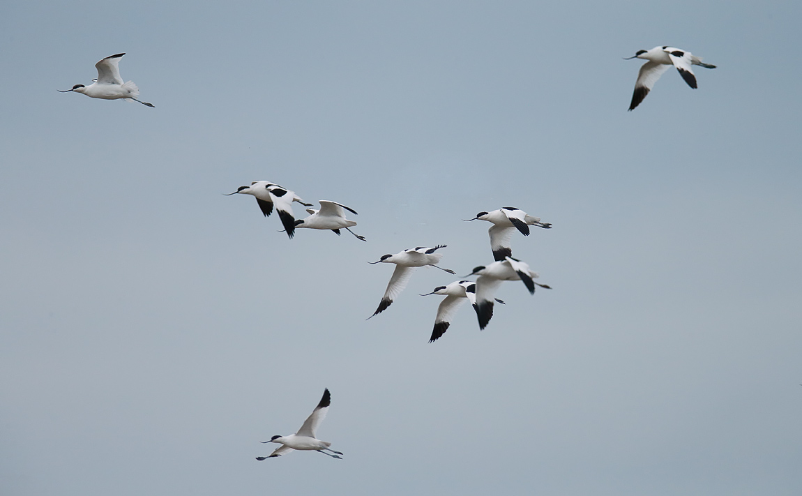 Avocets_J4X2071