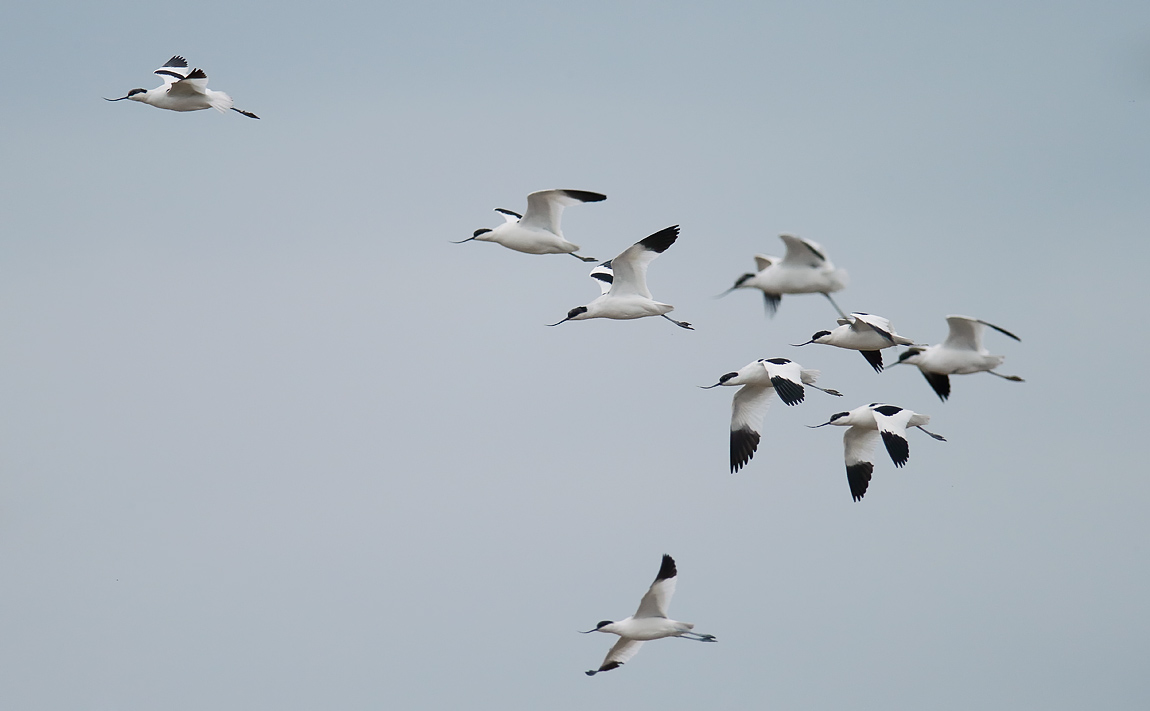 Avocets_J4X2073
