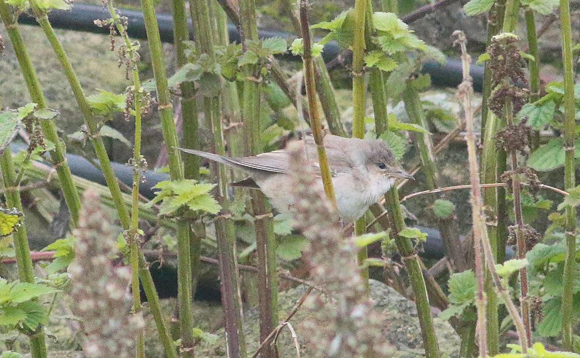 Barred Warbler_S1Q0312