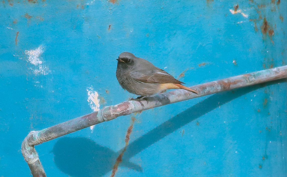 Black redstart_S1Q1004