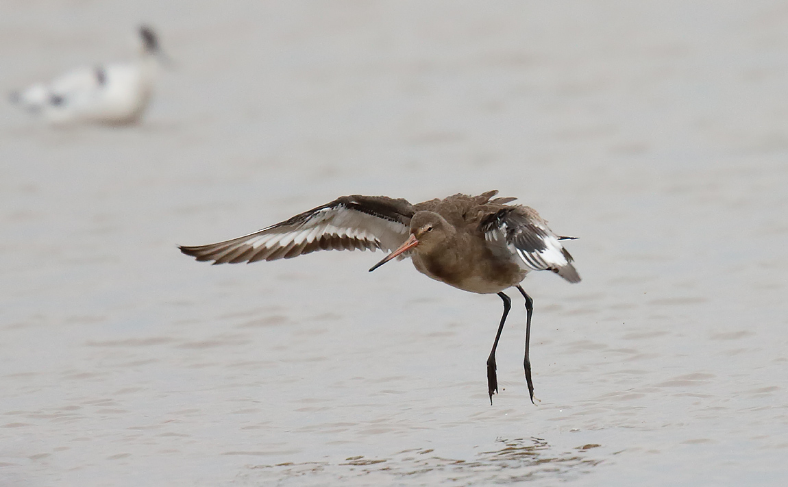 Blk T Godwit_J4X2094