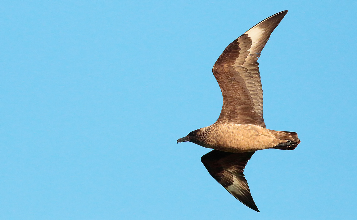 Bonxie_S1Q0403
