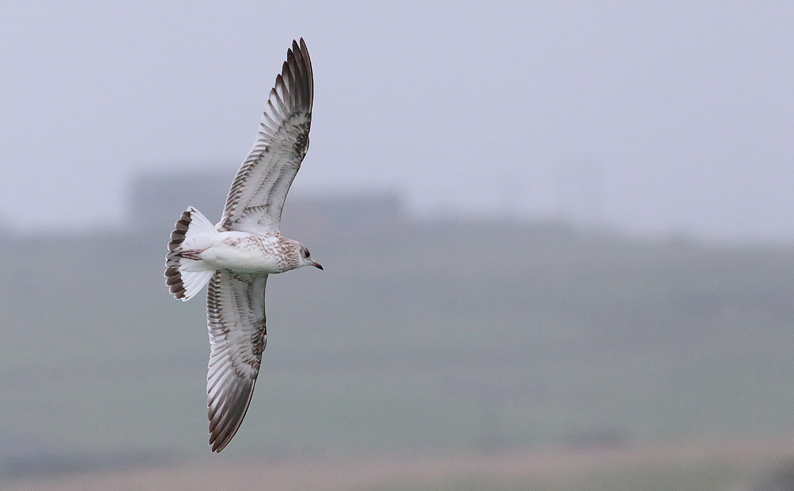 Common Gull_S1Q0599