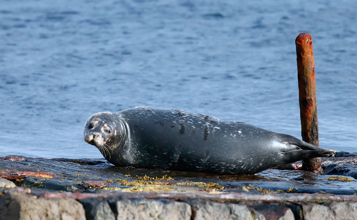 Common Seal_J4X1721