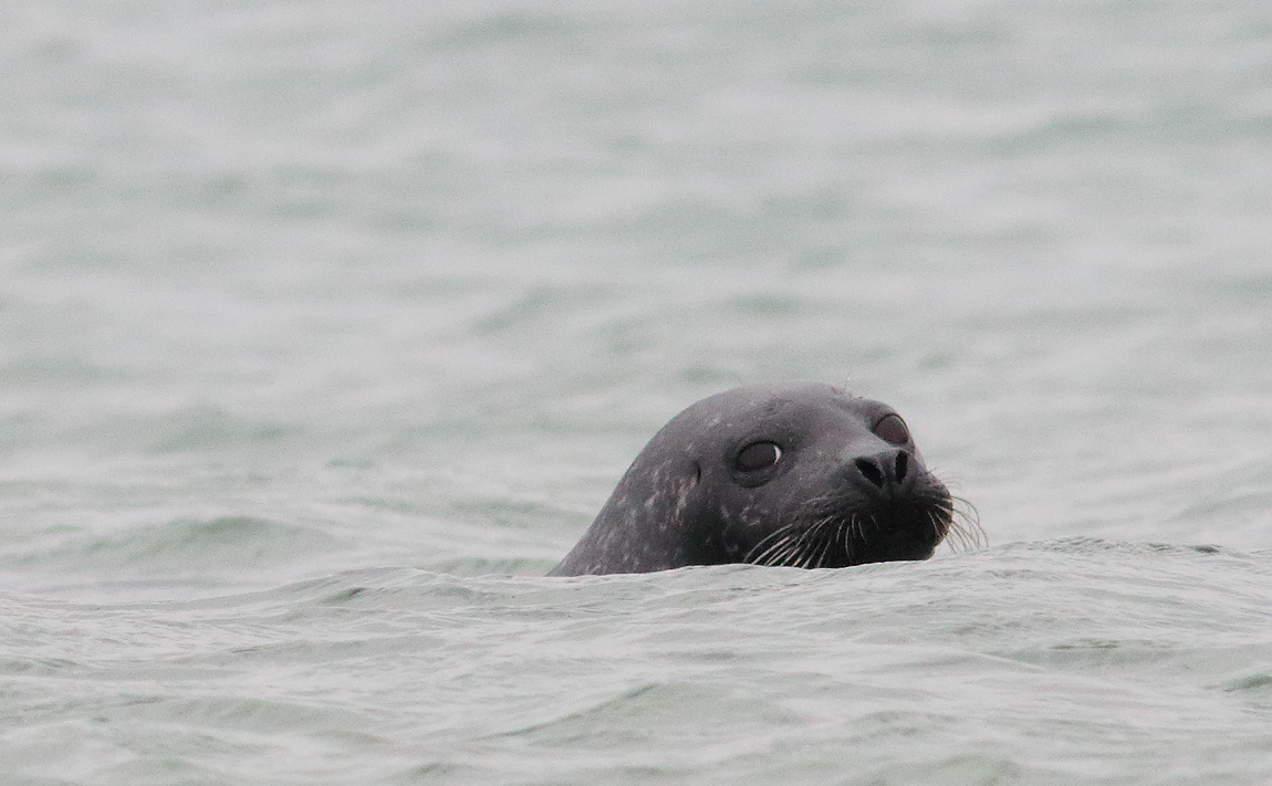 Common Seal_S1Q0627