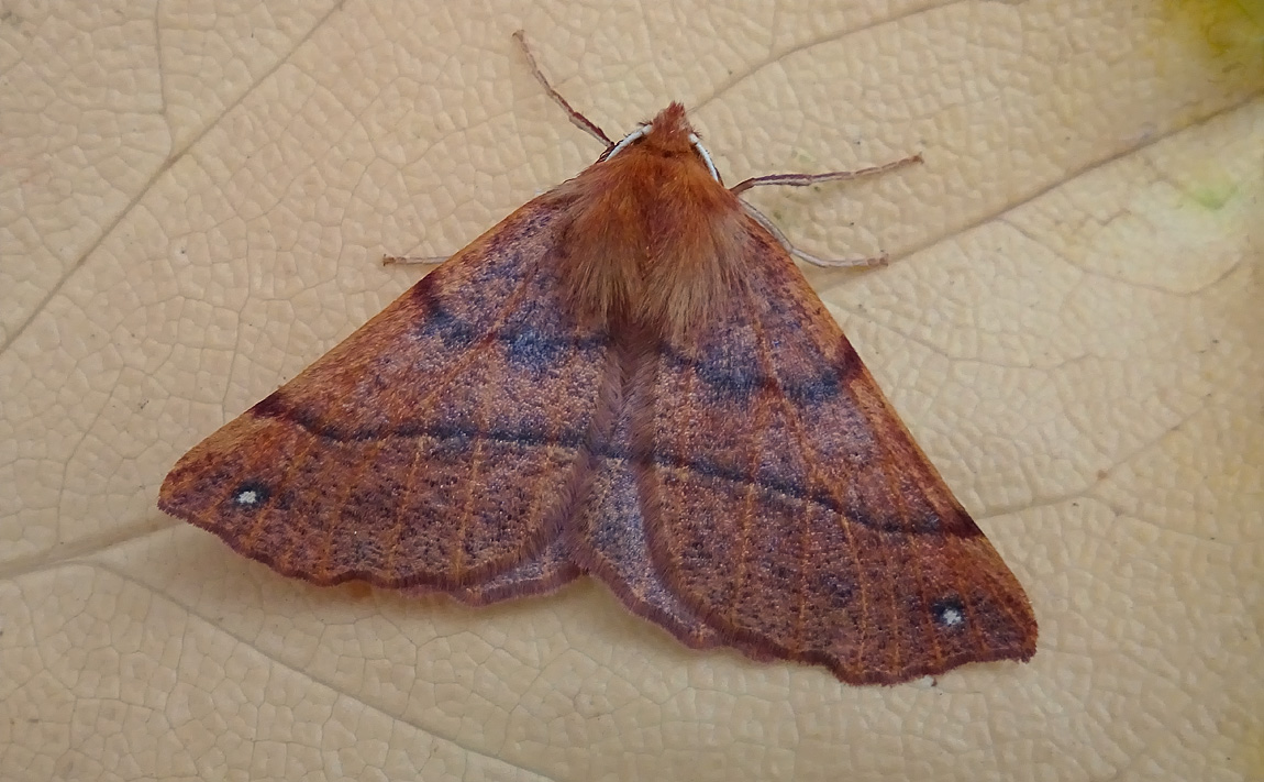 Feathered Thorn 4871209
