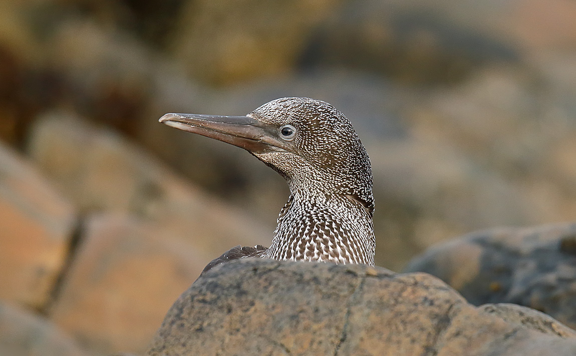 Gannet_J4X1634