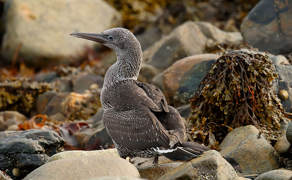 Gannet_J4X1648