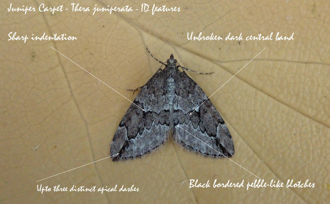 Juniper Carpet ID 4921210
