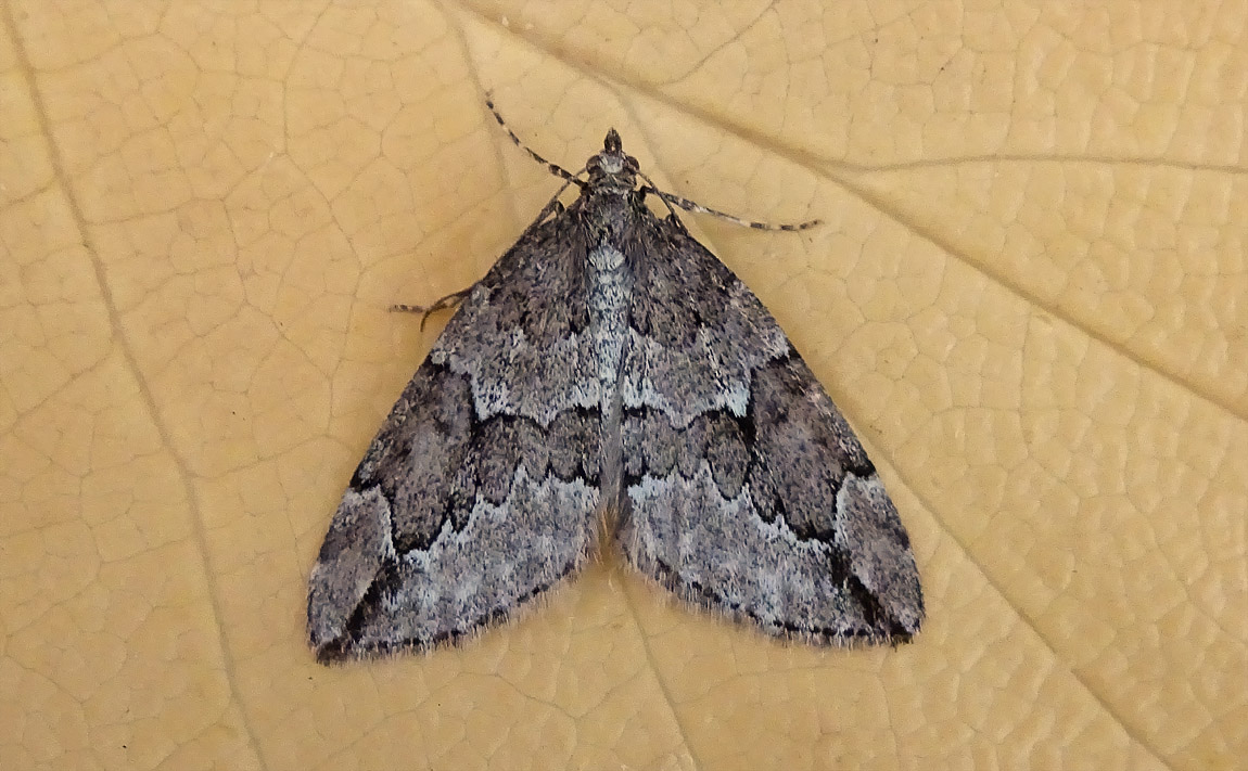 Juniper Carpet4921210