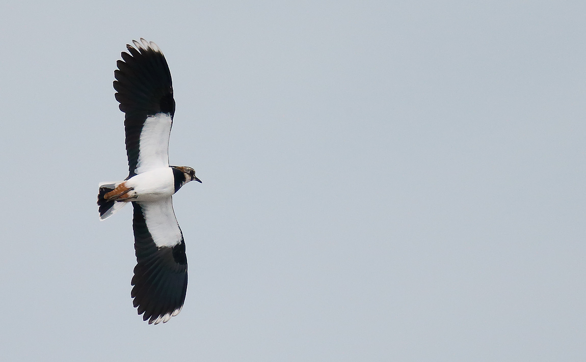 Lapwing_J4X2090