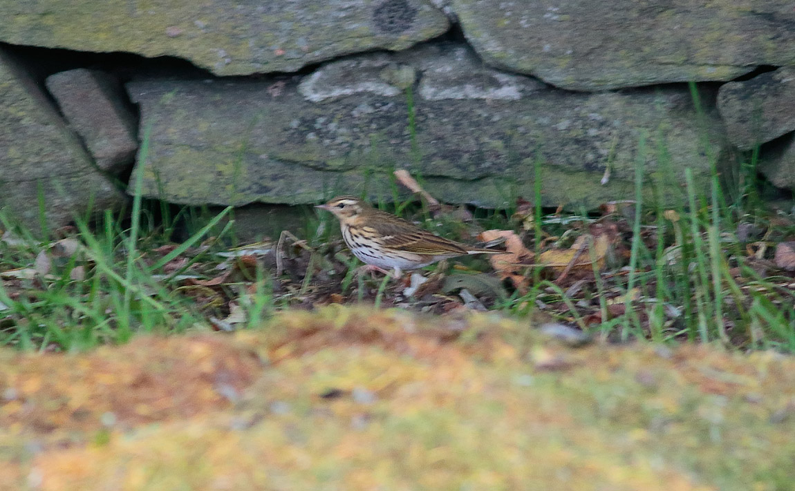 OBP_S1Q0858