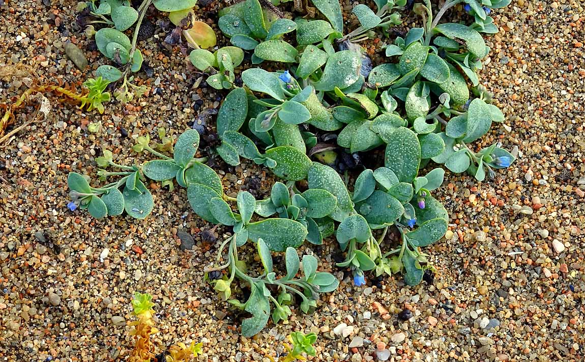 Oyster Plant 004251199
