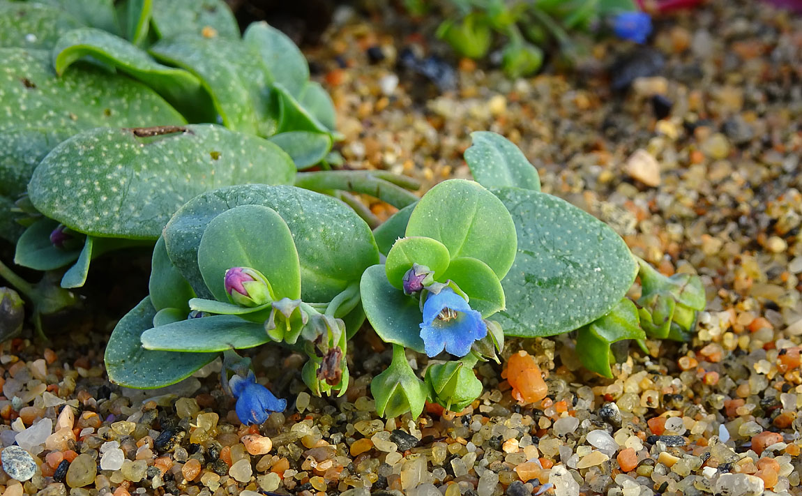 Oyster Plant 004331200