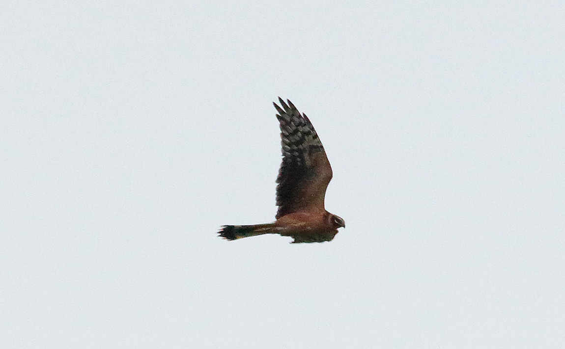 PALLID HARRIER_S1Q0665
