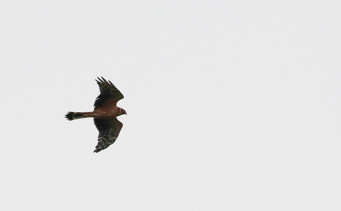PALLID HARRIER_S1Q0668