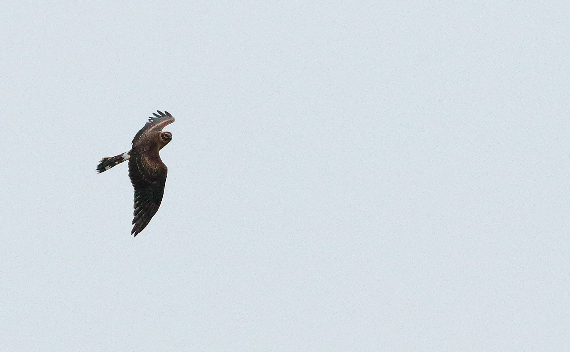 PALLID HARRIER_S1Q0669