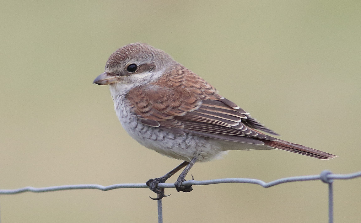 RBShrike_S1Q0497