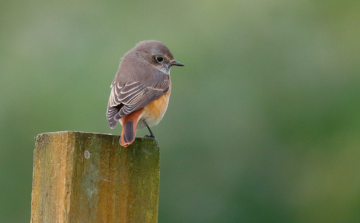 Redstart_J4X1670