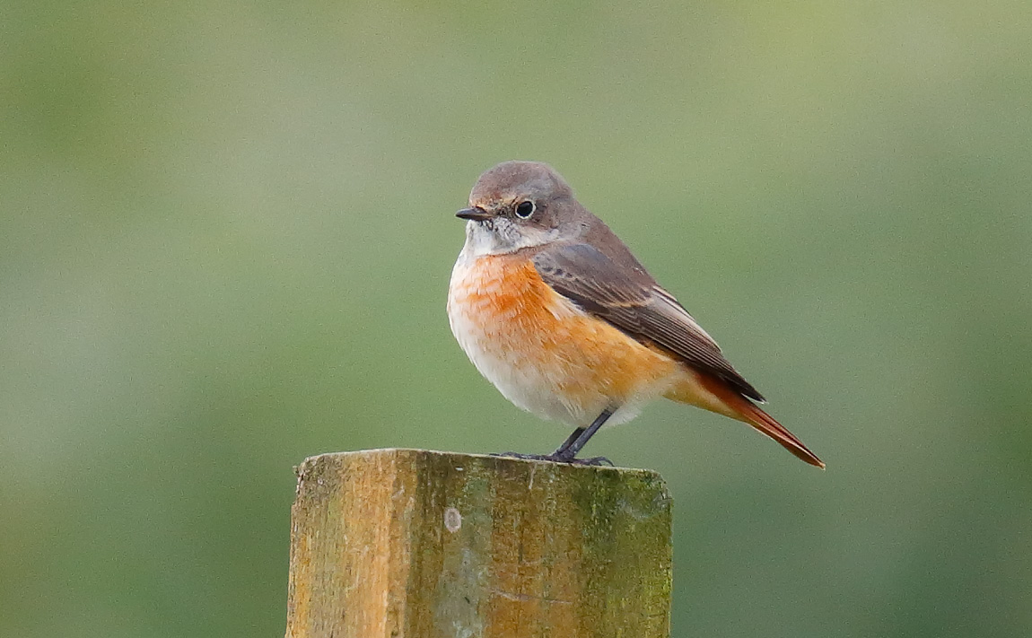 Redstart_J4X1673