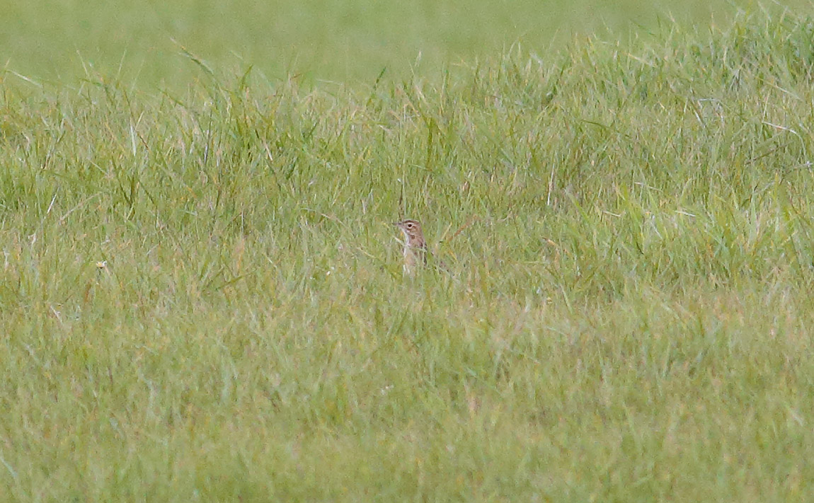 Richards Pipit_S1Q1018