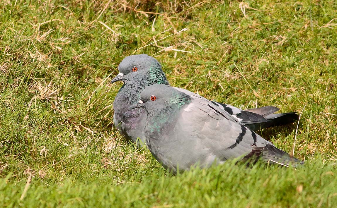 Rock Doves2 _S1Q0836