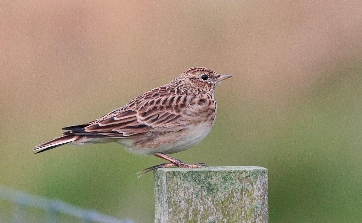 SKYLARK_S1Q0218