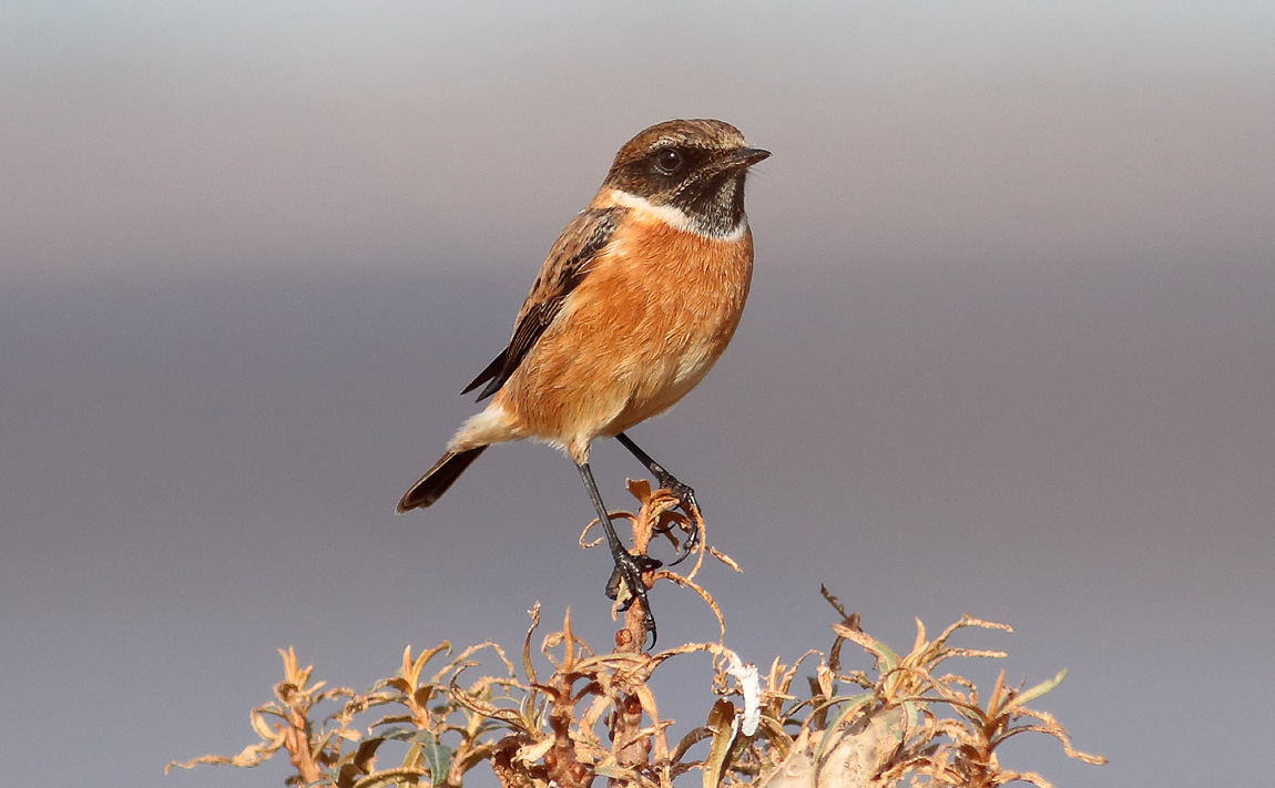 Stonechat_S1Q0917