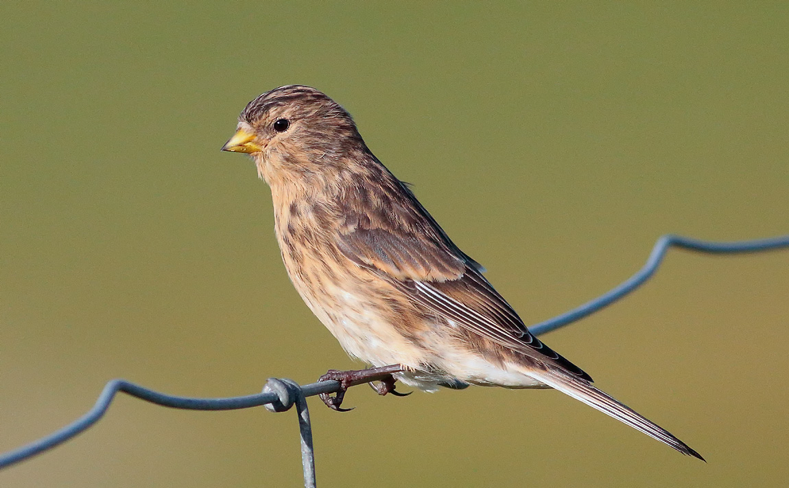 TWITE_S1Q0440