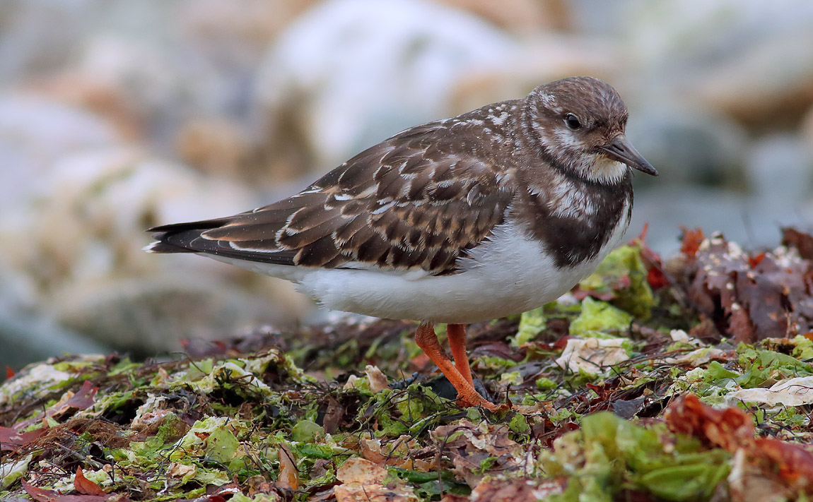 Turnstone_S1Q0773