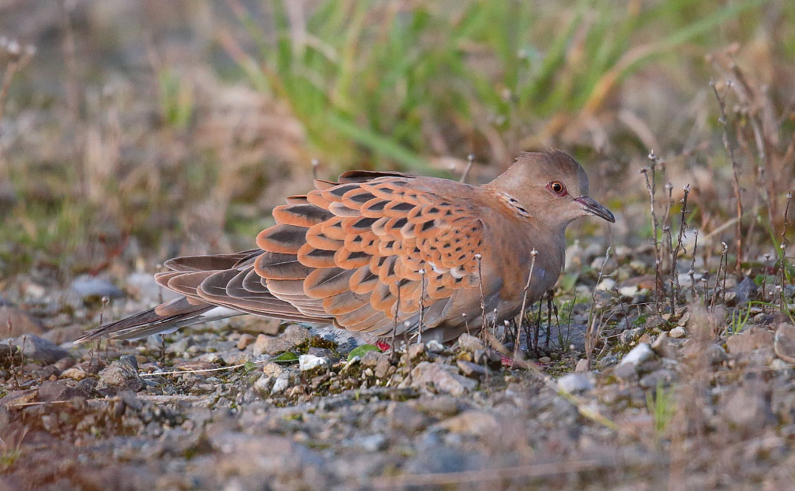 Turtle Dove _J4X1768