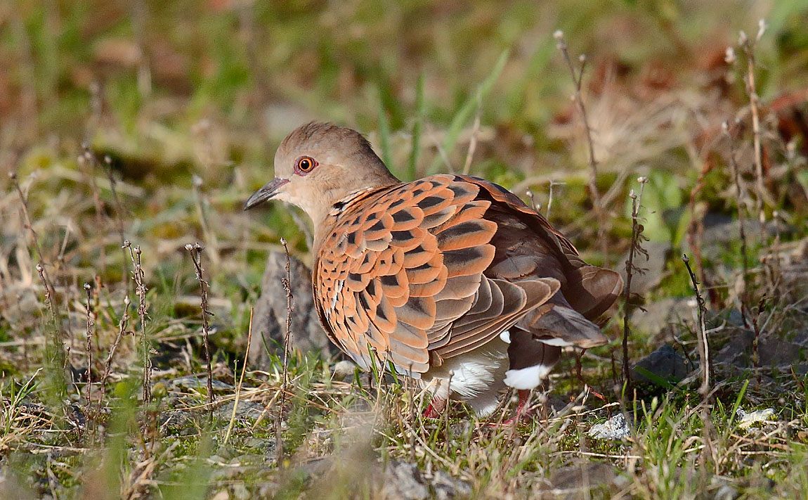 Turtle Dove_J4X1727