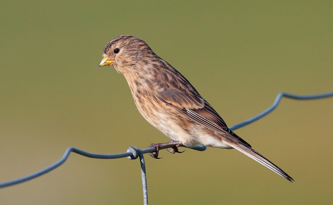 Twite_S1Q0437