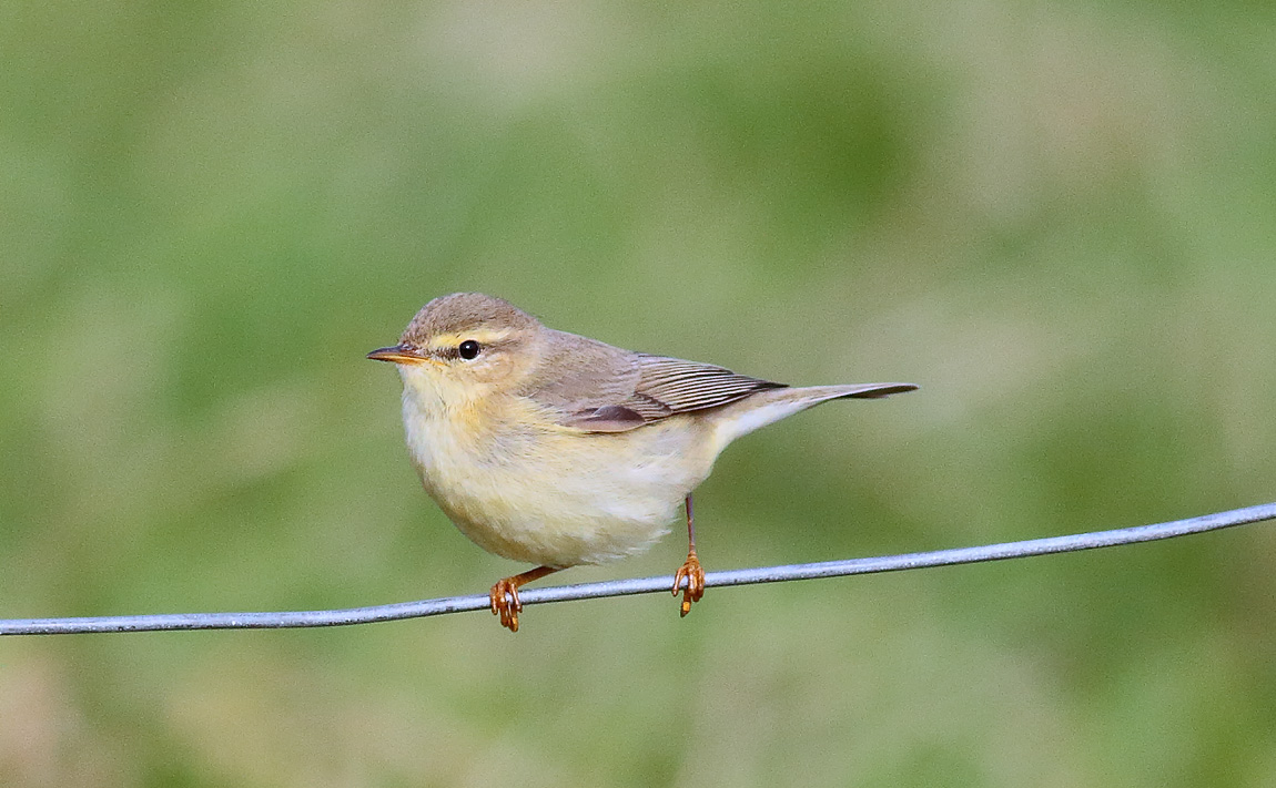 WILLOW WARBLER_S1Q0271